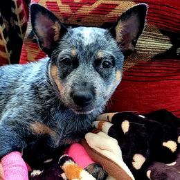 Australian Cattle Dogs from Pestarino Ranch