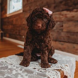 Dulce - Brown female Poodle puppy in Munster, Indiana from Miranda’s Sunshine Poodles and Doodles
