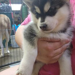 Siberian Husky Puppies from Spirit of the Moon Siberians