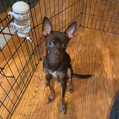 Cavalier King Charles Spaniel, Cocker Spaniel, and Xoloitzcuintli All Grown Up from Shasta Spots and Solids