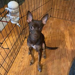 Cavalier King Charles Spaniel, Cocker Spaniel, and Xoloitzcuintli All Grown Up from Shasta Spots and Solids