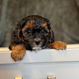 Onyx - Black male Maltipoo puppy in Tolono, Illinois from The Golden Rule Doodles and Poos