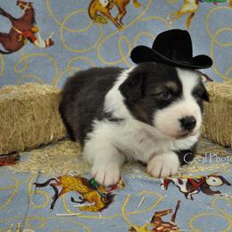 Australian Shepherd Puppies from Dovehawk Australian Shepherds