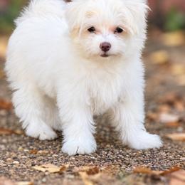 Maltese and Yorkshire Terrier Puppies from Maltese Dollhouse