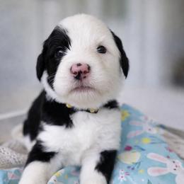 Fortune - Black and white female Sheepadoodle puppy in Rocky Point, North Carolina from CelticDoods