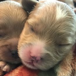 Australian Labradoodle Puppies from Wild Daisy Labradoodles