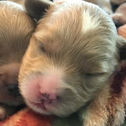Australian Labradoodle Puppies from Wild Daisy Labradoodles