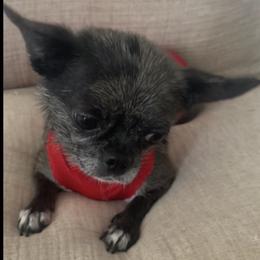 Chanel - Chihuahua