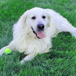 Oberon - Golden Retriever