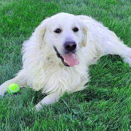 Oberon - Golden Retriever