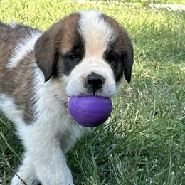 Cabana - Mahogany and white female Saint Bernard puppy in Warrensburg, Missouri from Hirt House Saints