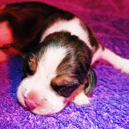 Beagle and German Shepherd Puppies from Synastry Beagles