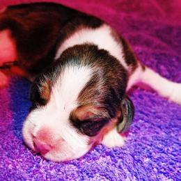 Beagle and German Shepherd Puppies from Synastry Beagles