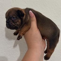 Mary - Fawn female French Bulldog puppy in Galt, California from The three little frenchies