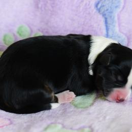 Pancake - Black tri female Miniature Australian Shepherd puppy in Chesapeake, Virginia from Beaver Dam Mini Aussies