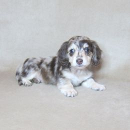 Gigi - Dapple female Dachshund puppy in Pana, Illinois from Doxie Waggin Tails