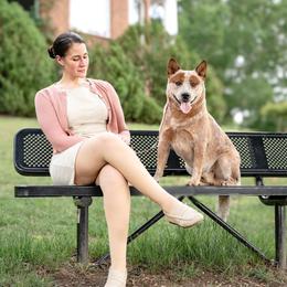 Denver - Australian Cattle Dog