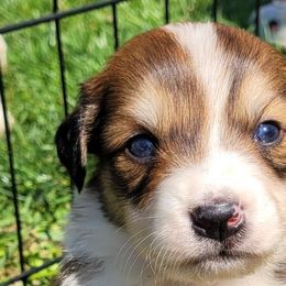 Australian Shepherds from Copperline Aussies