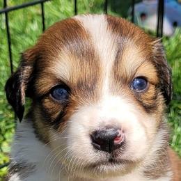 Australian Shepherds from Copperline Aussies