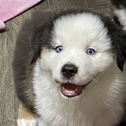 Miniature Australian Shepherd Puppies from Little Woods