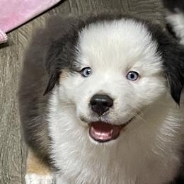 Miniature Australian Shepherd Puppies from Little Woods