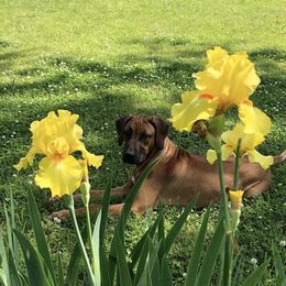 Rhodesian Ridgeback All Grown Up from Ridgebacks of the Highland Rim