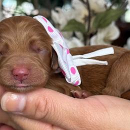 Pearl - Apricot female Goldendoodle puppy in Yuciapa, California from AlltheDoodlez_