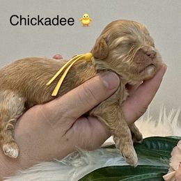 Cockapoo Puppies from Little Bear Doodles