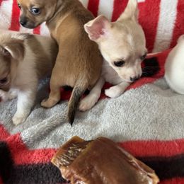 Chihuahua Puppies from Cathy Wright