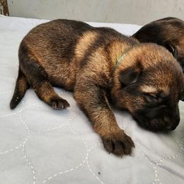 1st Pick Position - Female - Sable female German Shepherd puppy in Harwood, Maryland from Reddington Shepherds