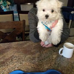 Maltese Puppies from Franny's Maltese Puppies