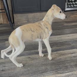 Precious - White and fawn female Whippet puppy in Henryville, Indiana from Forestview