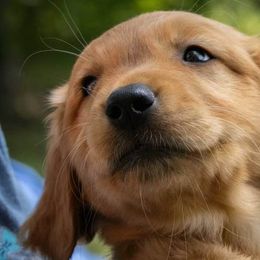Golden Retrievers from Shady Grove Goldens