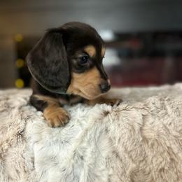 Blue - Black and tan male Dachshund puppy in Casper, Wyoming from Daisy's Doxies & Doodles