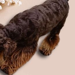 Nitro - Miniature Schnauzer