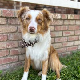 Tulsa - Miniature Australian Shepherd