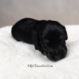 Tripp - Black and cream male Dachshund puppy in Oklahoma City, Oklahoma from OkieDoxieland Dachshunds