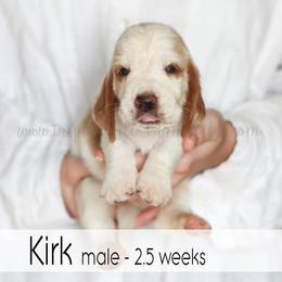 Kirk - Red and white male Basset Hound puppy in Jefferson City, Missouri from Triple Hill Farm