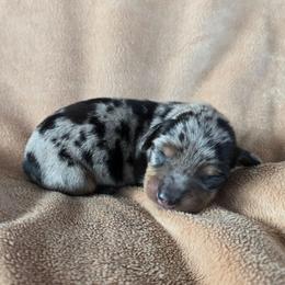 Trooper - Dapple male Dachshund puppy in Signal Mountain, Tennessee from Hot Diggity Doxens