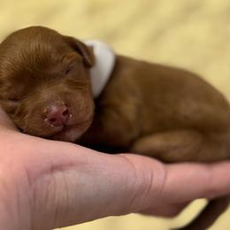 Sawyer - Red male Cavapoo puppy in Ville Platte, Louisiana from The Barkery