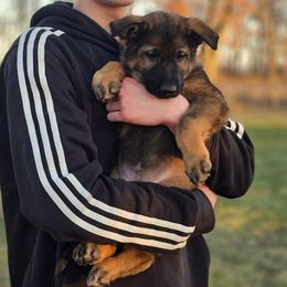 German Shepherd Puppies from Von Thomson Haus