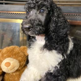 Poodle Puppies from Tails Up Standard Poodles