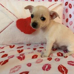 Blossom - Cream and white female Chihuahua puppy in Palm Coast, Florida from Fiesta Pups