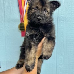 Baldur - Orange collar - Bi-color male German Shepherd puppy in Oakley, California from Von Guadachi German Shepherds & Audacity Border Collies