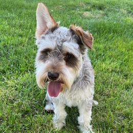 Fin - Miniature Schnauzer