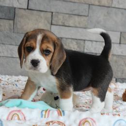 Gabbie - Black tan and white female Beagle puppy in Morrill, Kansas from Kelle Beagles