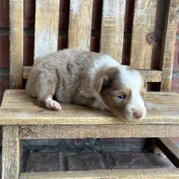 RMF2 - Red merle female Miniature Australian Shepherd puppy in Lexington, Nebraska from Osborne's Aussies
