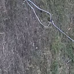 Goldendoodle, Poodle, and Sheepadoodle All Grown Up from Rising Star Kennels