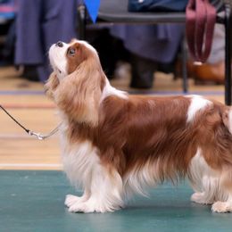 Cavalier King Charles Spaniel and Tibetan Spaniel All Grown Up from Chadwick Cavaliers