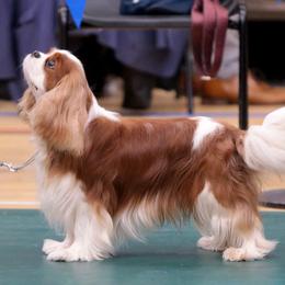 Cavalier King Charles Spaniel and Tibetan Spaniel All Grown Up from Chadwick Cavaliers